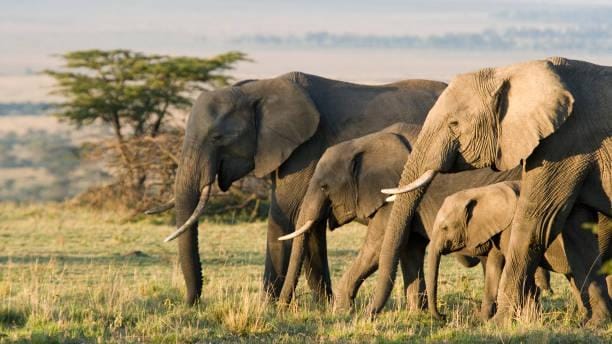 Orelhas gigantes ajudam elefantes africanos a controlar a temperatura do corpo