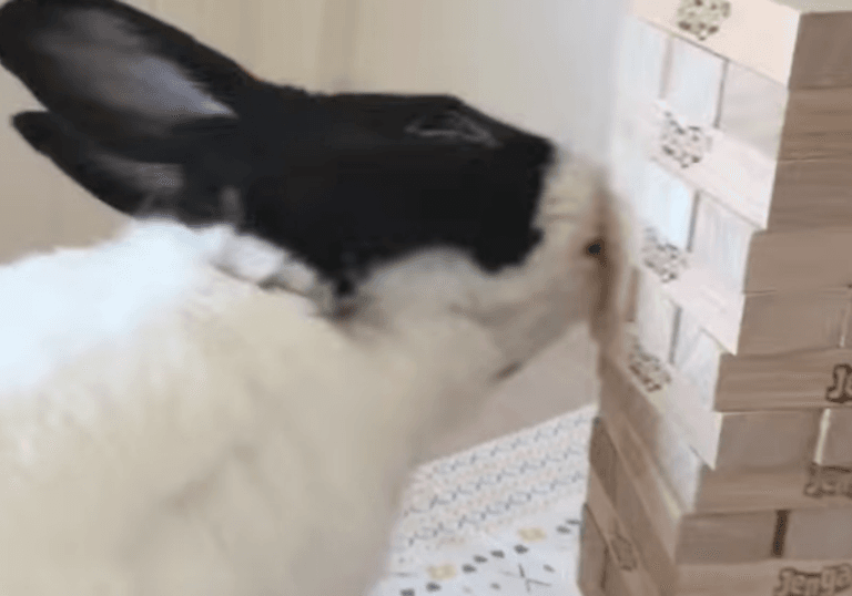 Coelho resgatado surpreende ao jogar Jenga e vira sensação online