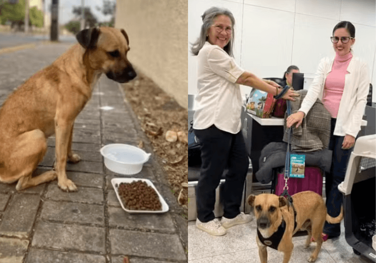 Caramelo resgatado em Fortaleza é adotado por casal e começa nova vida na Suíça