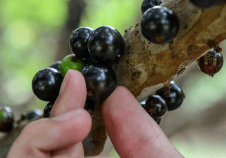 Brasil em destaque: jabuticaba, açaí e guaraná figuram entre as melhores frutas do mundo