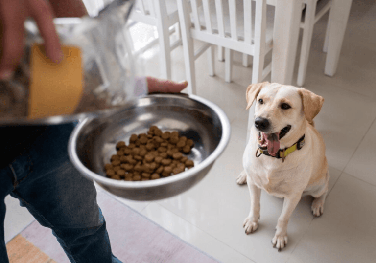 Guia aponta as 10 melhores rações para cães disponíveis no Brasil em 2024