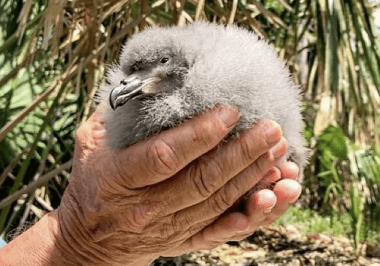 Filhote de cahow nasce em Nonsuch e anima esforços de preservação em Bermudas
