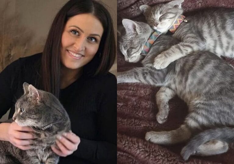 Gato some em 2021, é encontrado em 2026 e volta para casa após alerta no Facebook
