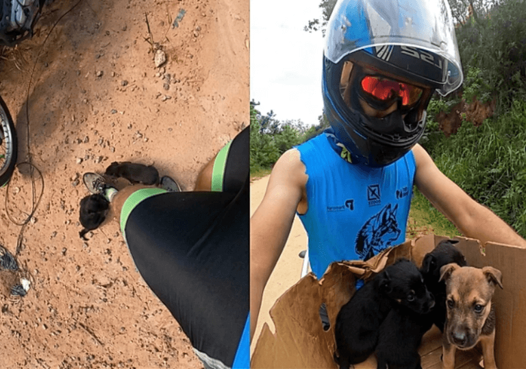 Atleta leva para casa três filhotes abandonados encontrados em mata de Jacareí