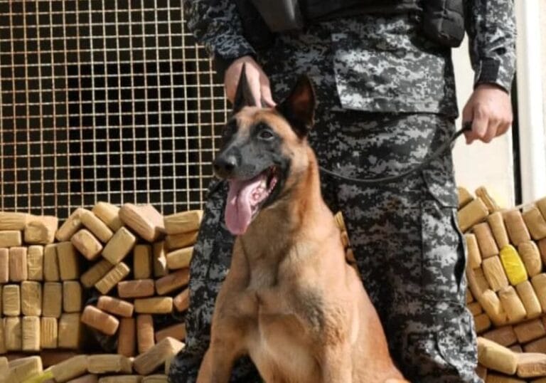 Pastor alemão Hulk localiza 48 toneladas de drogas no Rio e inspira nova unidade canina da PM