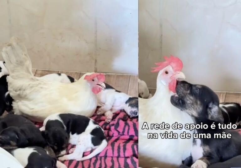 Galinha age como “babá” de filhotes de cachorro em fazenda de MS e vídeo viraliza