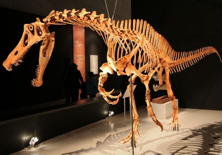 Alemanha concorda em devolver fóssil de dinossauro brasileiro levado ilegalmente há 30 anos