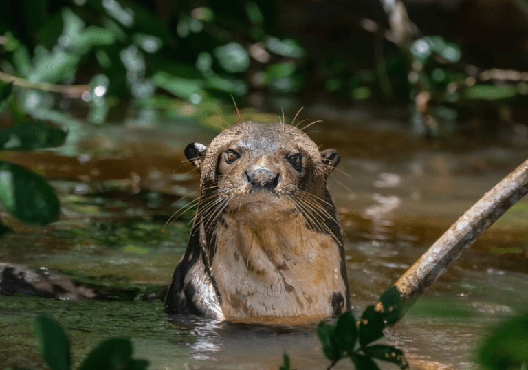 Lontra-gigante é vista no Chaco argentino após mais de um século