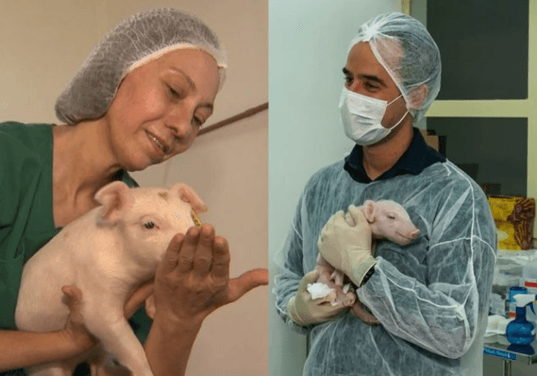 Primeiro porco clonado do país é entregue ao SUS para pesquisas de transplante