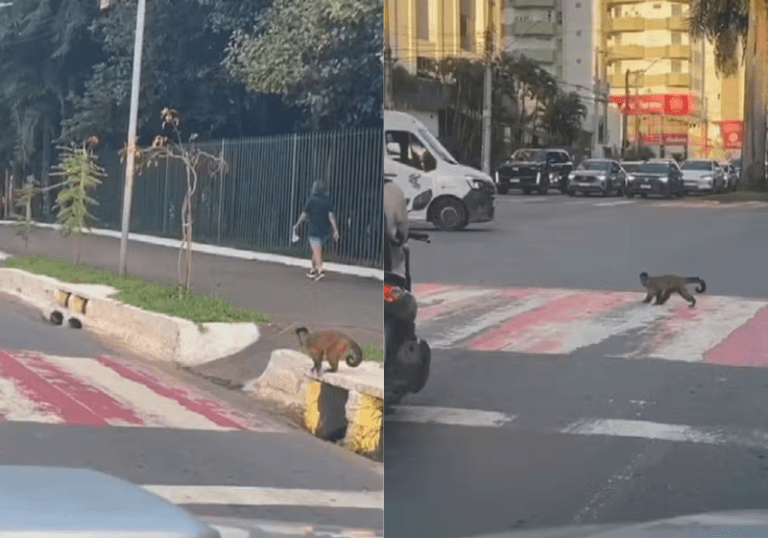 Macaco-prego respeita faixa de pedestres em Goiânia e vídeo viraliza