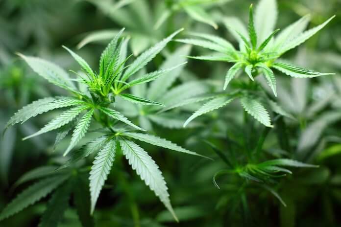 Estudo com 11 mil adolescentes indica evolução cognitiva mais lenta entre usuários de maconha