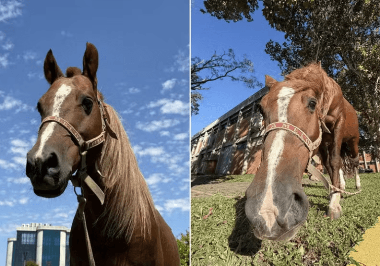 Dois anos após ser resgatado de telhado alagado, cavalo Caramelo vive saudável em campus universitário