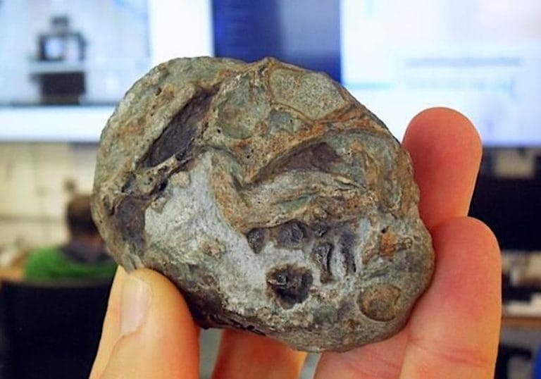 Fóssil de 250 milhões de anos prova que ancestrais de mamíferos colocavam ovos