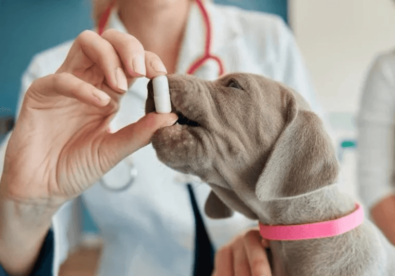 Distrito Federal cria Farmácia Veterinária Popular para baratear remédios de pets