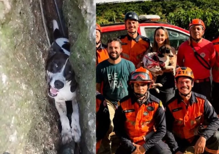 Cachorrinha é salva após passar três dias presa entre rochas em Colatina (ES)