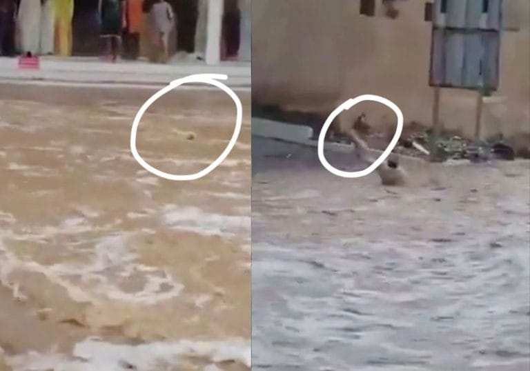 Homem se lança em enchente, salva gato e recebe homenagem em Omã