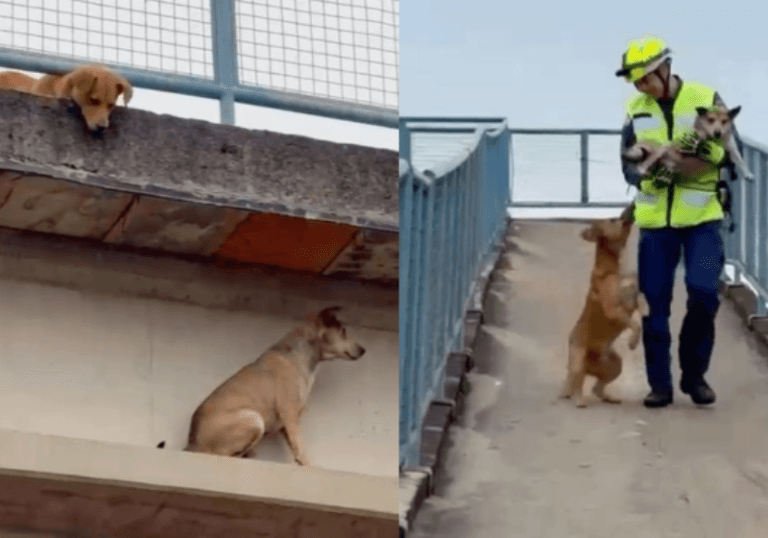 Cão fica preso em passarela em SC e companheiro espera o resgate até o fim