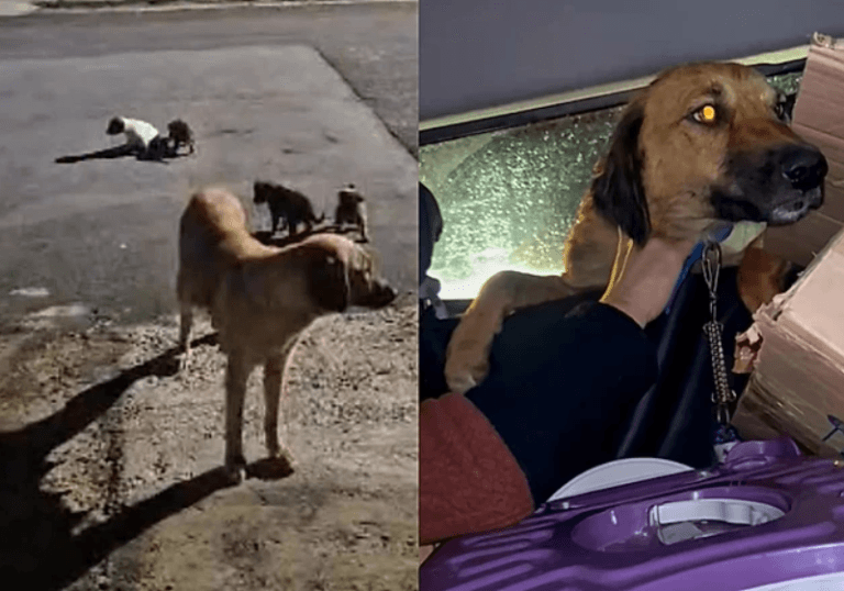 Cadela que cavou buraco para proteger filhotes é resgatada do frio em Lages