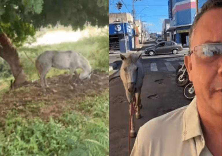 Empresário liberta cavalo atacado por marimbondos em Teresina e acolhe animal em gráfica