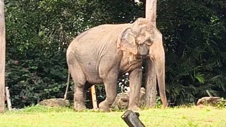Após 30 anos presa em zoológico, elefanta ganha santuário no MT