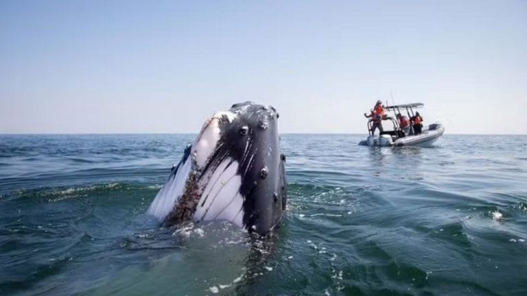 Baleia viaja 7 mil km entre Omã e Índia e intriga cientistas