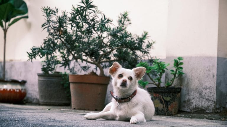 Como simbióticos melhoram a saúde intestinal de cães e gatos