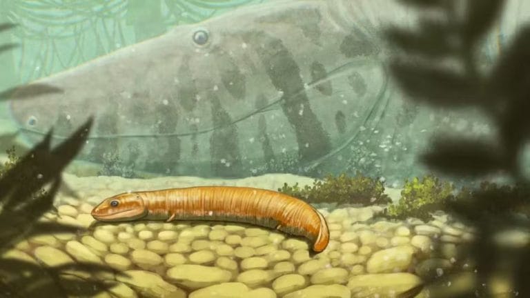 Fósseis raros reescrevem história do primeiro animal a sair do mar