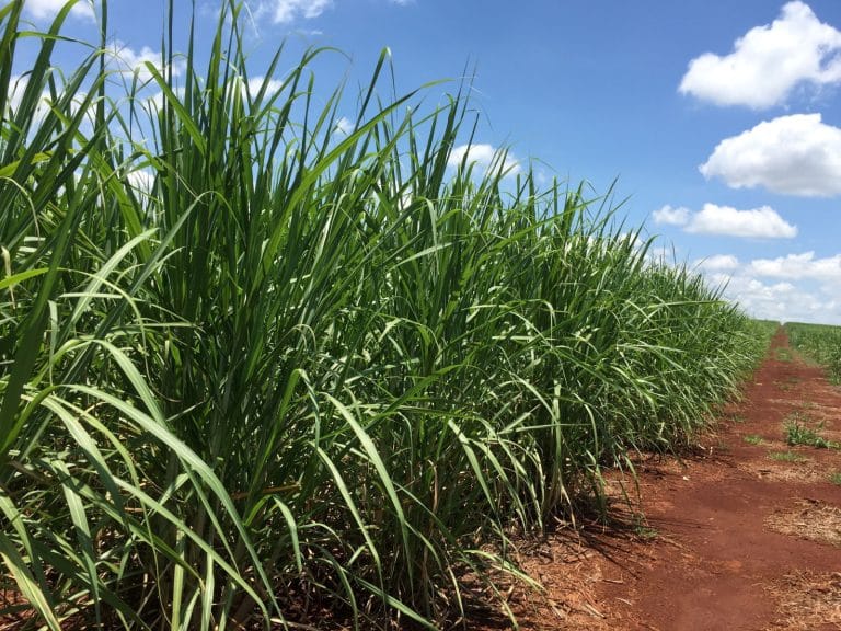 Irani planeja expansão com foco em eficiência e aumento de produção de papel