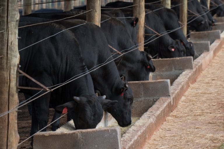 Mapa negocia com UE protocolo para salvar exportações de carne