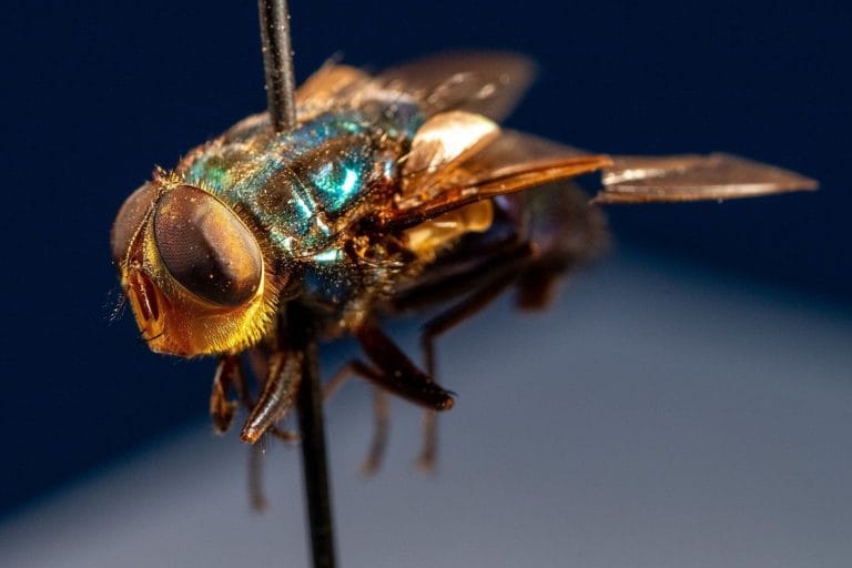 Moradores se unem para combater mosquitos e retomar vida ao ar livre