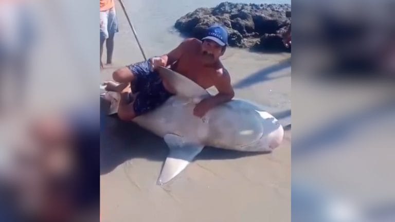 Peixe-guitarra corre risco de extinção em Gana devido à pesca predatória