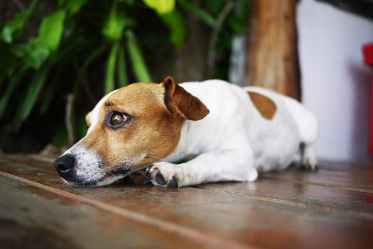 Pets ajudam a reduzir estresse, mas efeito varia entre gatos e cães