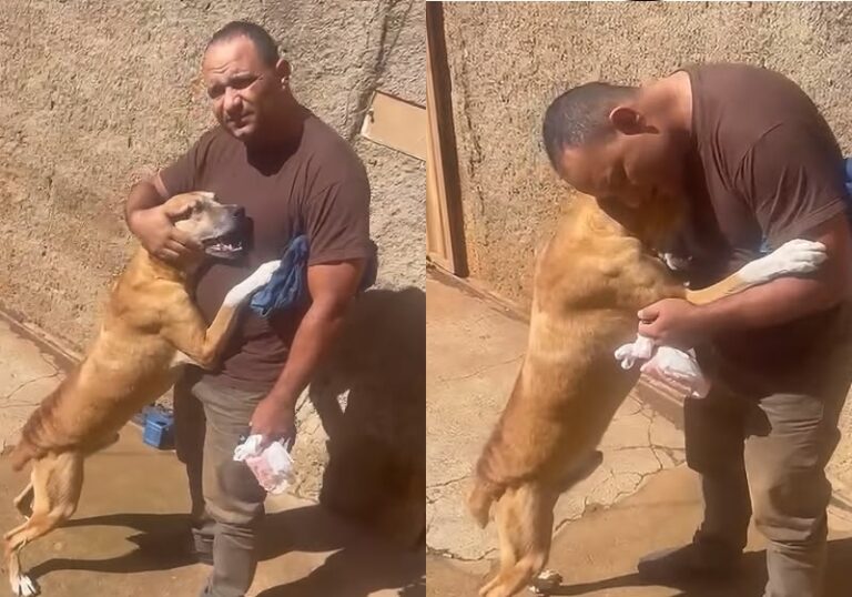 Cachorro caramelo chora e abraça dono após reencontro de 7 dias
