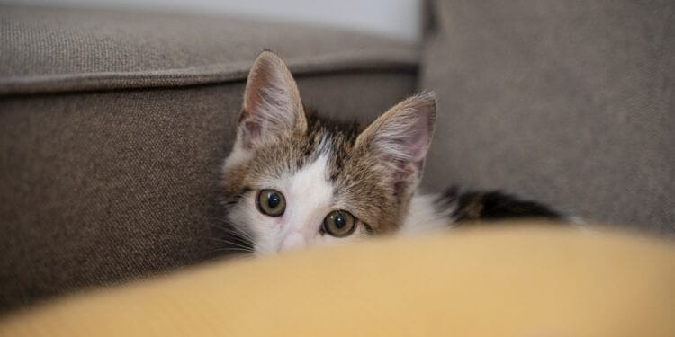 Cachorro ou gato? Dicas para escolher o pet ideal para sua família
