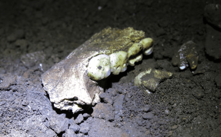 Caverna na Turquia revela interação cultural entre neandertais e Homo sapiens