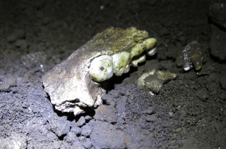 DNA Antigo Revela Segredos do Misterioso ‘Homem de Ouro’