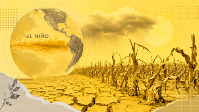El Niño pode ser o mais intenso desde 1950; impactos no agronegócio