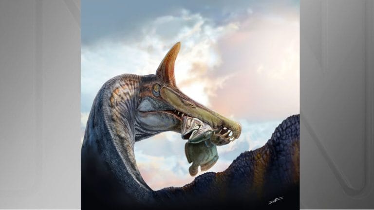 Esqueleto de T. rex de 67 milhões de anos será leiloado por até US$ 30 milhões