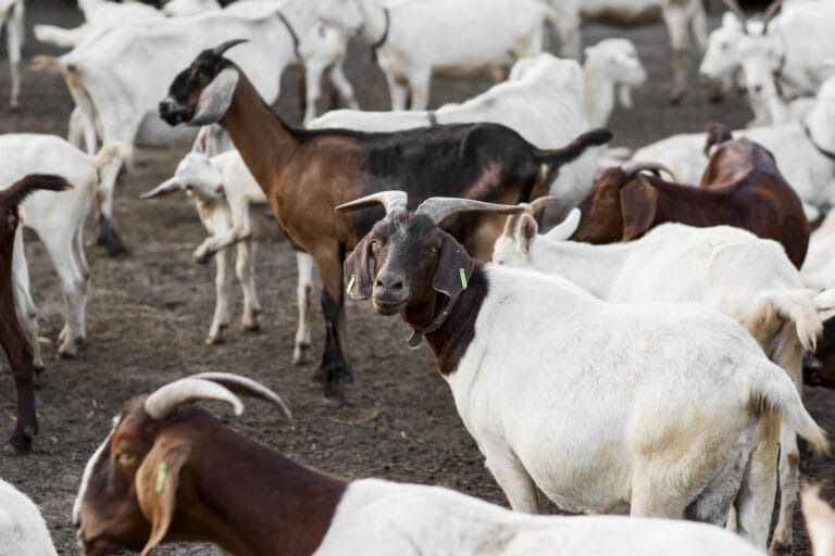 Estudo revela que cabeçadas entre cabras podem causar lesões cerebrais