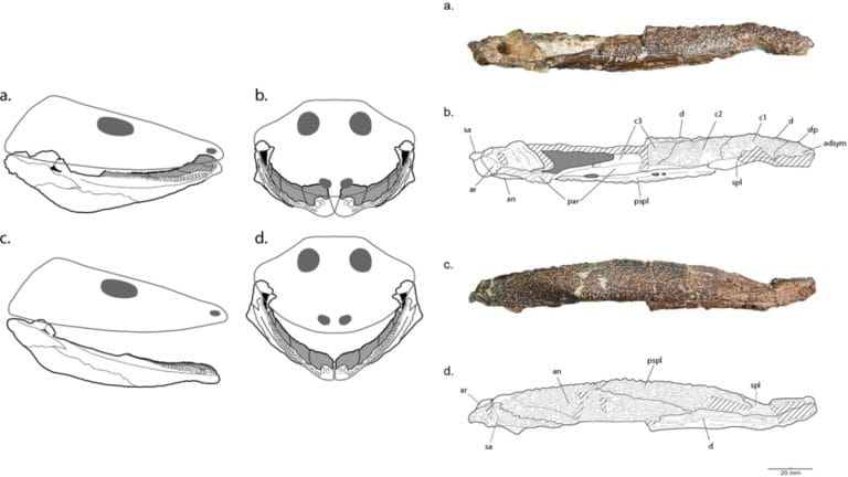 Fóssil esquecido revela o primeiro dinossauro encontrado na Antártida