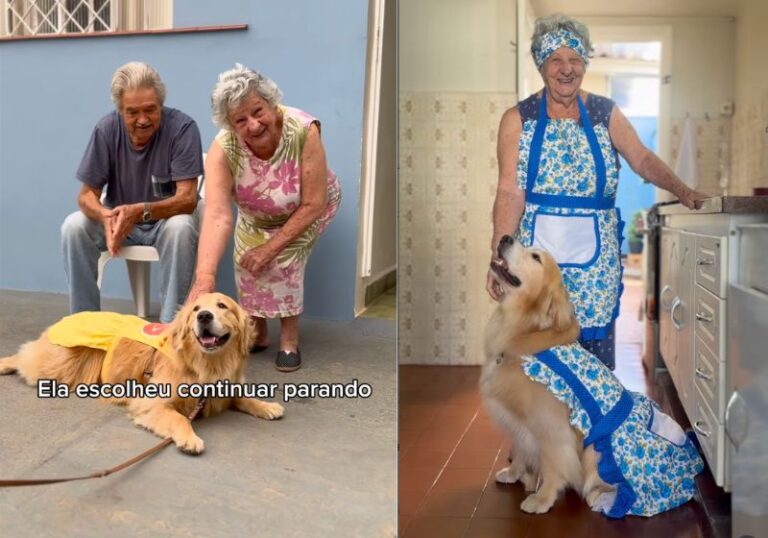 Golden retriever adota vizinhos idosos e vira ‘netinha’ em visitas diárias