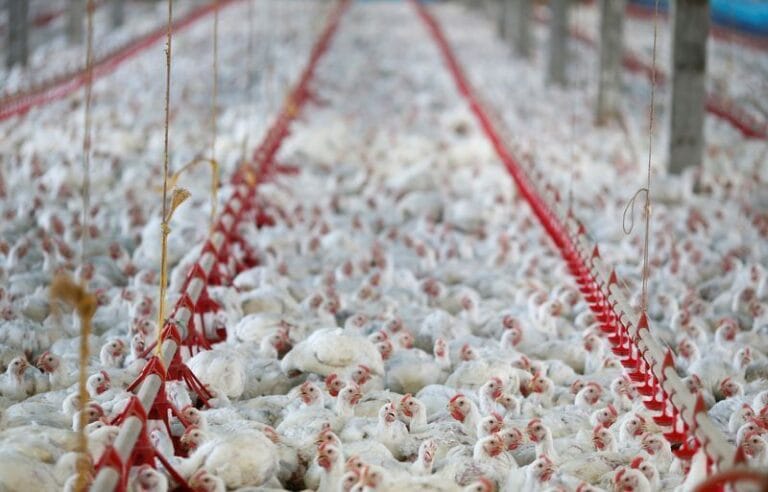 Gripe aviária: Sintomas, riscos para humanos e impacto no agronegócio