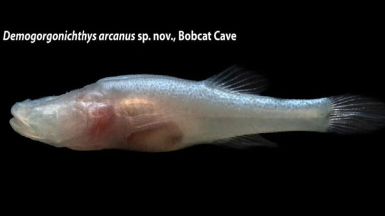 Novo peixe ‘demônio’ ganha nome inspirado no Demogorgon