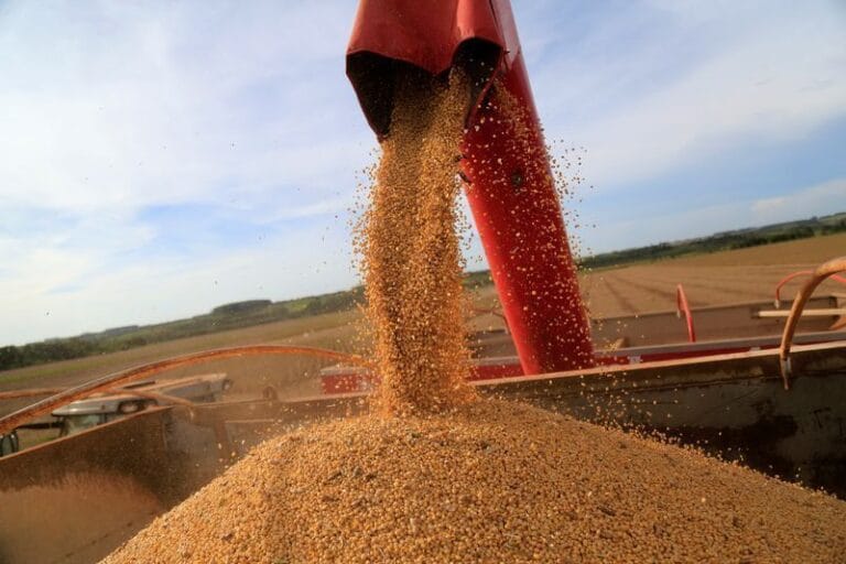 Produção de azeite no Brasil atinge recorde de 1,4 milhão de litros em 2026