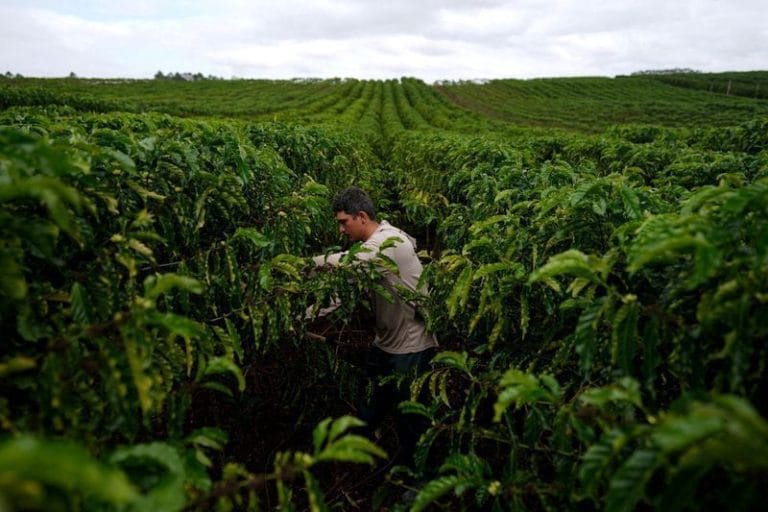 Rondônia espera safra recorde de café robusta em 2026 com 3 milhões de sacas