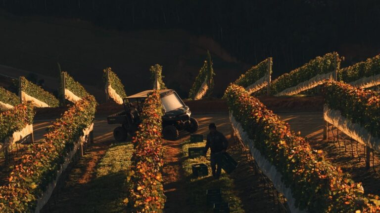 Vinícolas preveem 4,5 mil t de uvas viníferas na safra de inverno