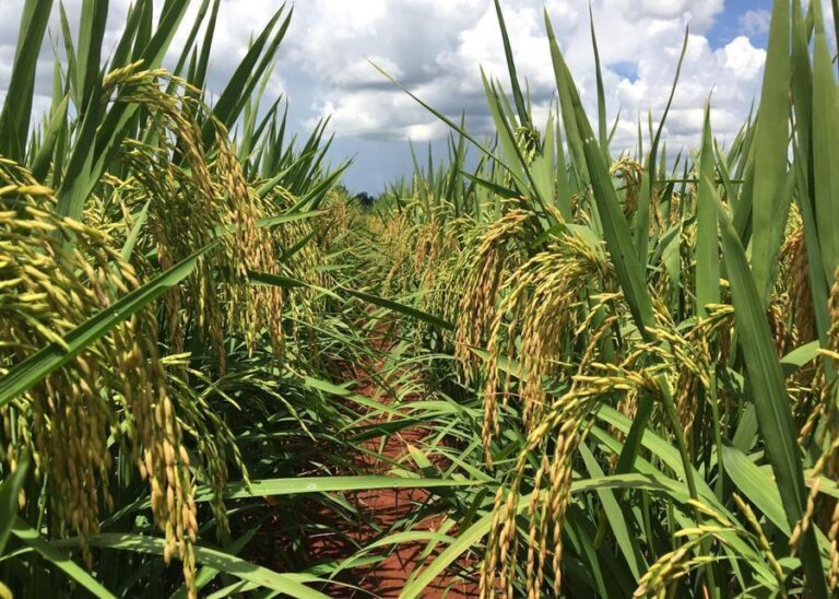 Arroz brasileiro perde mercado após sanções dos EUA e exportações a Cuba caem