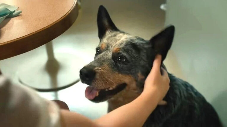 Cachorro de ‘O Fim da Rua’: fãs perguntam se ele sobrevive ao final