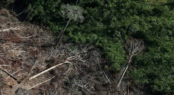 Desmatamento na Amazônia cai 36% e registra menor área da década