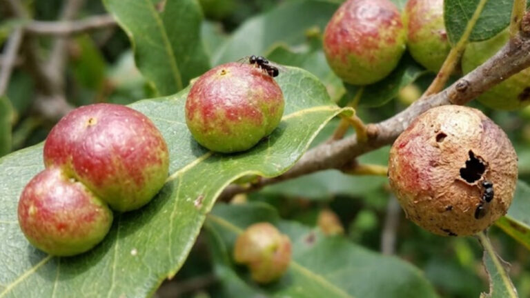 Pesquisadores confirmam que Saxifraga ‘peluda’ captura e digere insetos